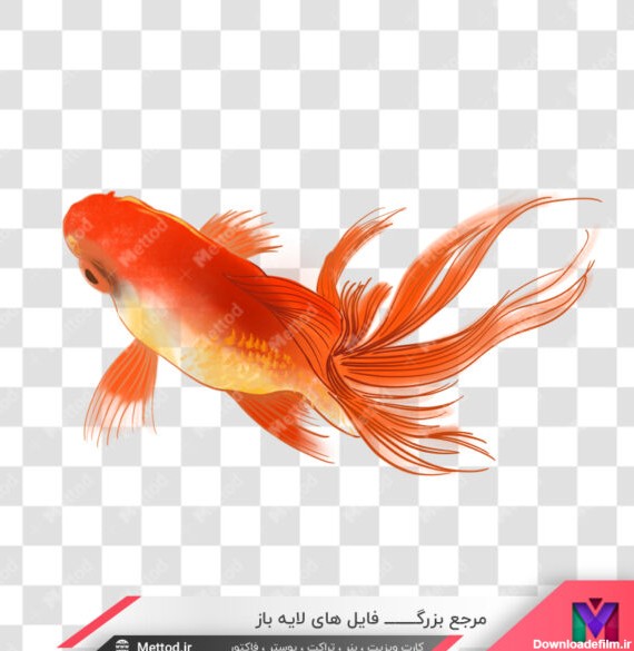 عکس ماهی قرمز png