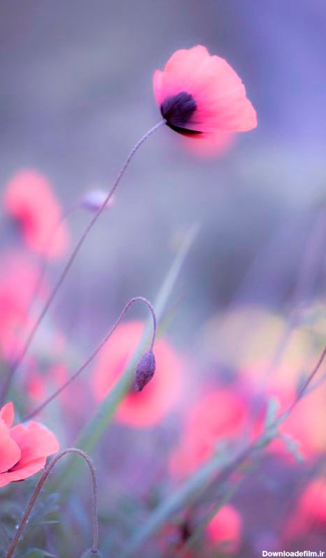 عکس گل  لاله برای بک گراند گوشی