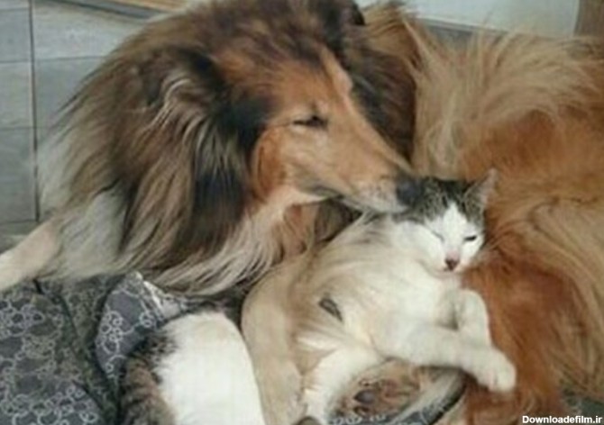 عکس/ سگ و گربه هم بالاخره با هم دوست شدند!