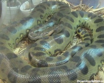 آناکوندا بزرگترین مار دنیا anaclnda snake