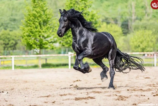 (عکس) زیبایی این اسب هوش از سرتان می‌برد!
