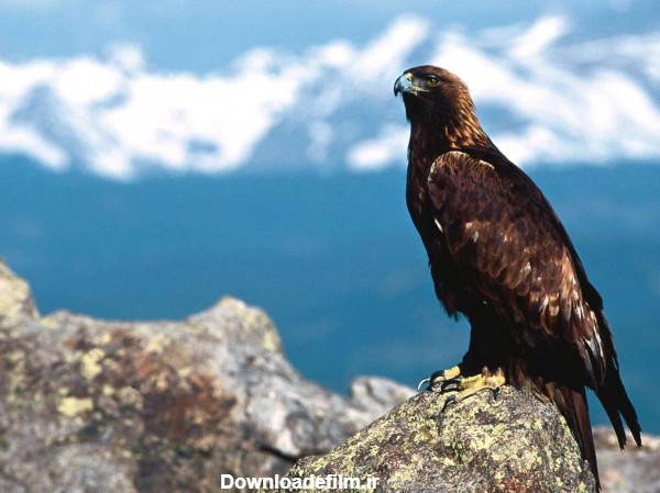 عکس عقاب روی صخره - عکس نودی