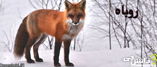 تحقیق درباره زندگی روباه ، جانور مکار - دانشچی