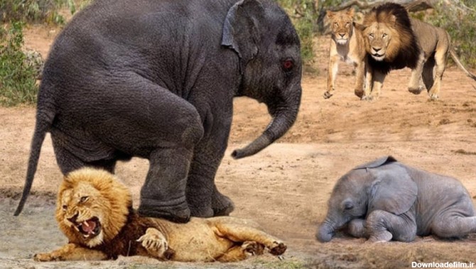 پای شیر توسط بچه فیل در هنگام حمله مادر فیل لگد می شود - شیر در مقابل فیل