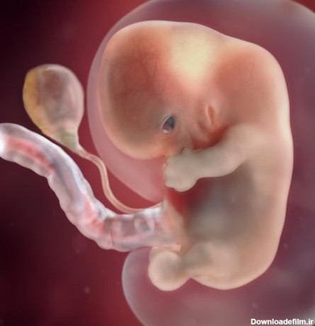 رشد جنین در هفته هشتم بارداری