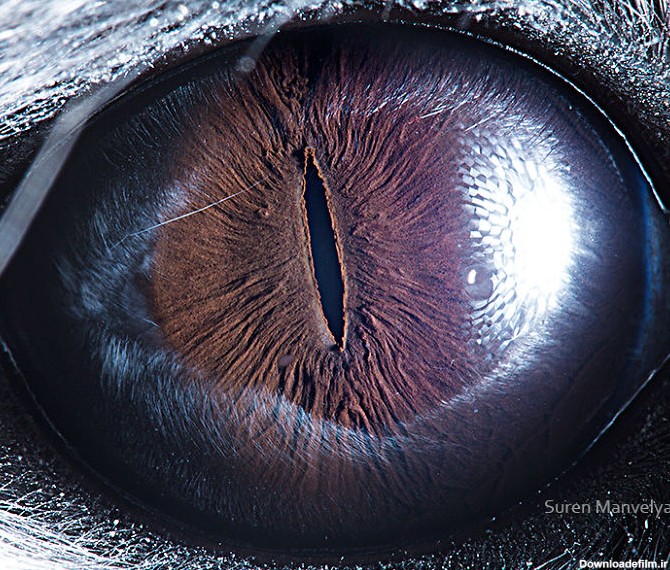 چشم حیوانات : 30 عکس فوق‌العاده زیبا، عجیب و شگفت‌انگیز از چشم ...