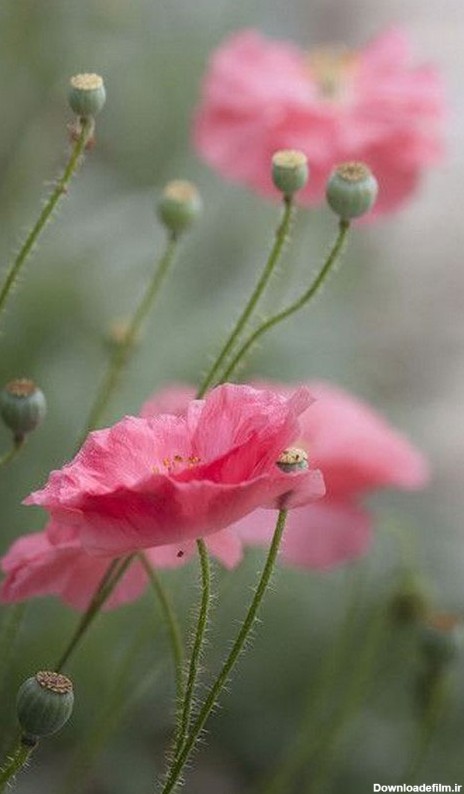 عکس گل شقایق برای بک گراند گوشی