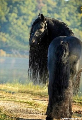 عکس اسب های زیبا | اسب یه حیوان زیبا از خانواده اکوییدا می - مجله ...