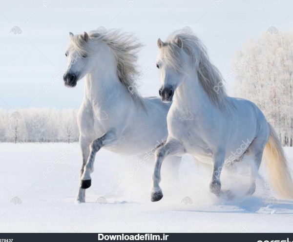چهار نعل اسب سفید دو در زمینه برف 1270437
