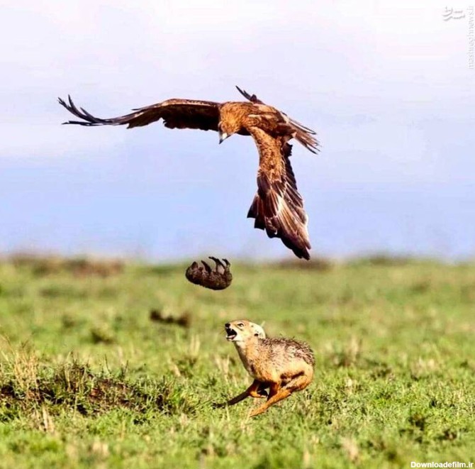نجات شغال از چنگال عقاب توسط مادرش +عکس - مشرق نیوز