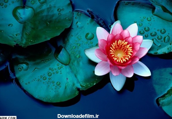 50 عکس حیرت انگیز گل نیلوفر آبی با کیفیت بالا