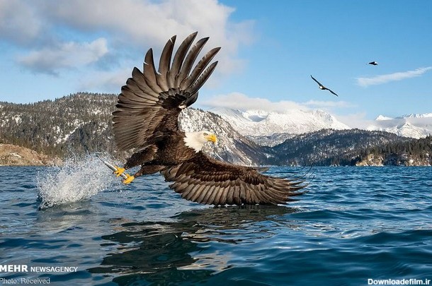 لحظه شکار ماهی توسط عقاب سرسفید (عکس)