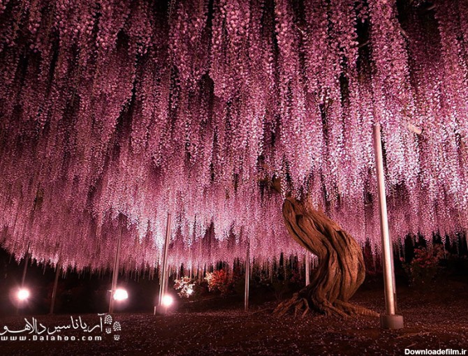 درخت گل ۱۴۴ ساله در ژاپن.