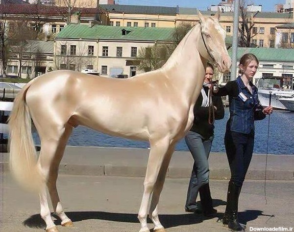 تصویر اسب به رنگ طلایی زیباترین اسب دنیا