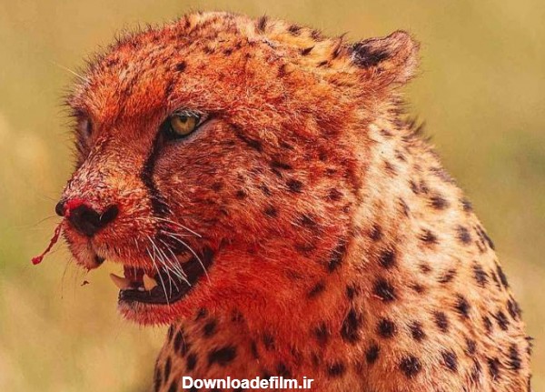 (تصاویر) ماسکِ خون؛ سر و صورت خونی یوزپلنگ‌ها پس از خوردن شکار