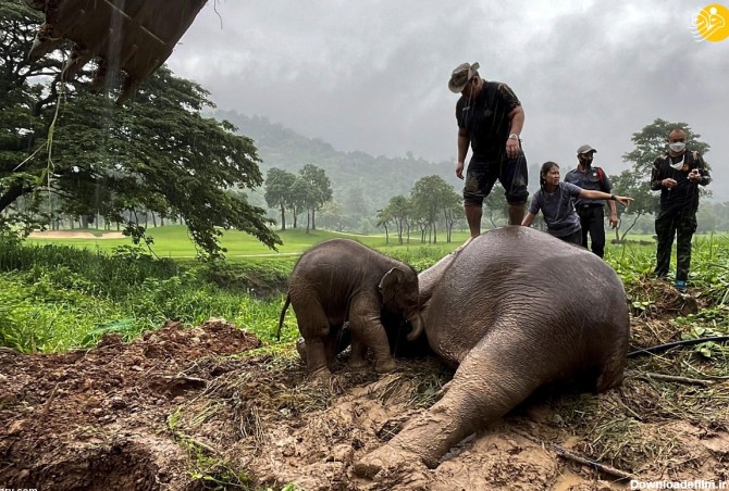 فرارو | (ویدئو) عملیات نفس‌گیر نجات فیل با CPR