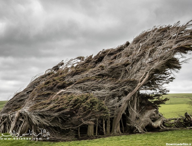 دسته‌ای از درختان در جنوب نیوزلند هستند که به‌ دلیل وزش باد شدید در منطقه، به این شکل رشد کرده‌.