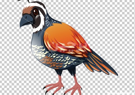 Borchin-ir-beautiful wild bird cartoon transparent animal large photo_png عکس کارتونی پرنده رنگی زیبا۲