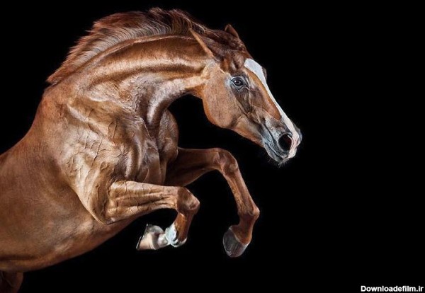 پرتره های زیبا از اسب +تصاویر