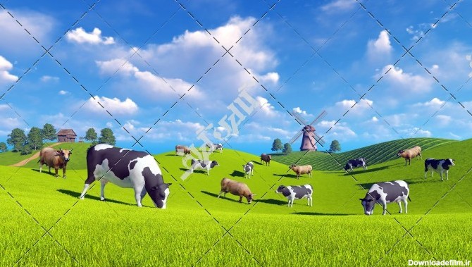 تصویر باکیفیت از مزرعه با گاو های شیری