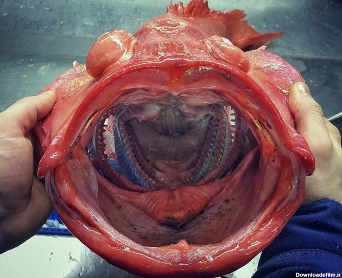 عکس های زشت ترین ماهی های جهان را ببینید