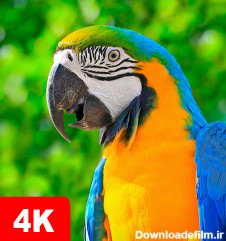 دانلود برنامه Parrot Wallpapers 4K برای اندروید | مایکت