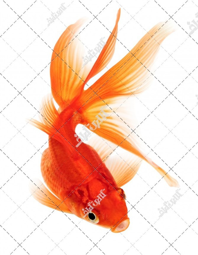 تصویر ماهی قرمز