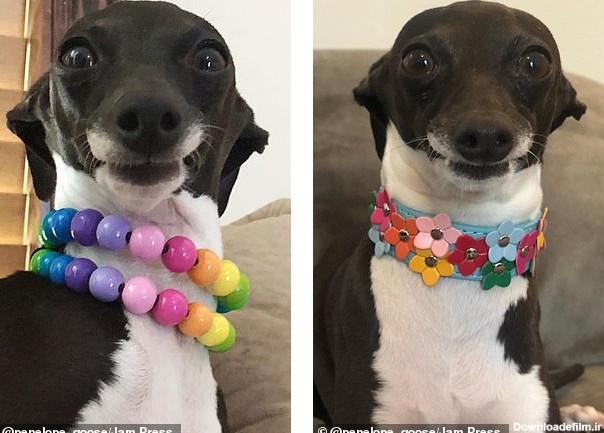 سگی که به خاطر چهره خنده‌دارش ستاره اینستاگرام شده (+عکس)