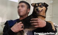 تب داغ زندگی با سگ‌های میلیونی در پایتخت | خبرگزاری فارس