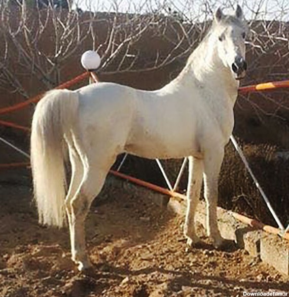 اسب های مجلسی پسند در رفسنجان / تصاویر • پایگاه اطلاع رسانی ...