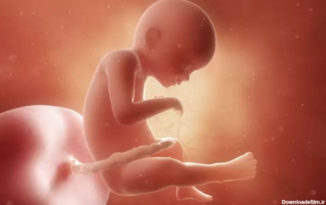سیستم گوارشی جنین در هفته 21 بارداری تکمیل شده و حرکات جنین بیشتر می‌شود.
