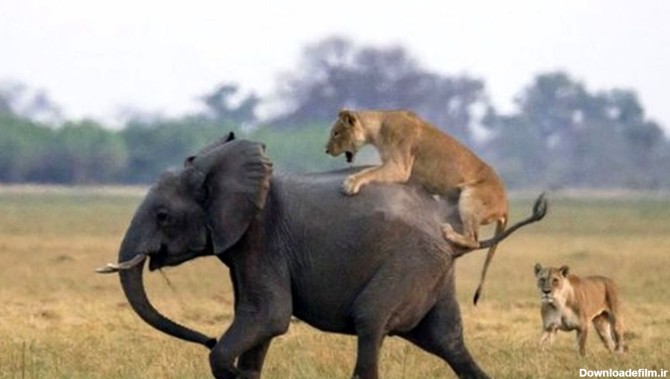 شکار شدن شیر در حمله به فیلی عظیم الجثه ! + فیلم دیدنی