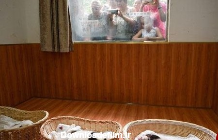 رونمایی از 10 نوزاد پاندا در چین +تصاویر