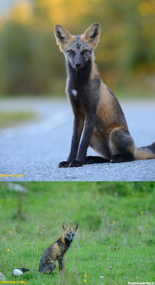 زیباترین گونه های روباه در جهان +عکس
