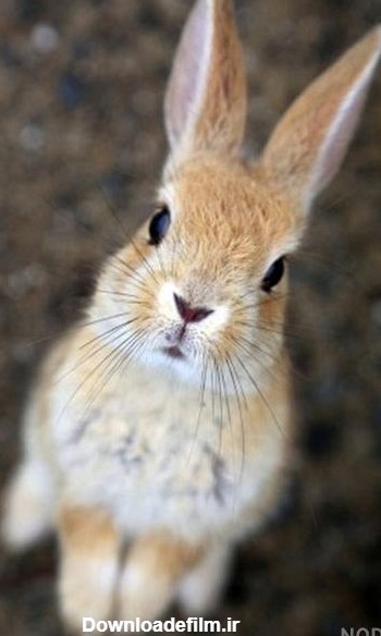 عکس خرگوش وحشی ایرانی - عکس نودی