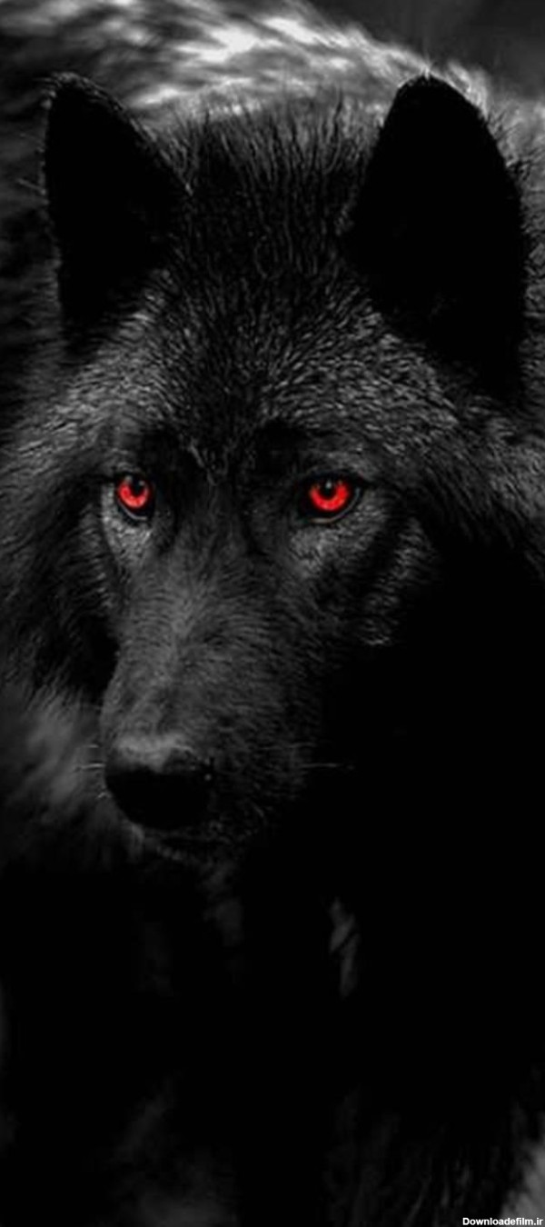 عکس زمینه گرگ چشم قرمز سیاه وحشی پس زمینه | والپیپر گرام