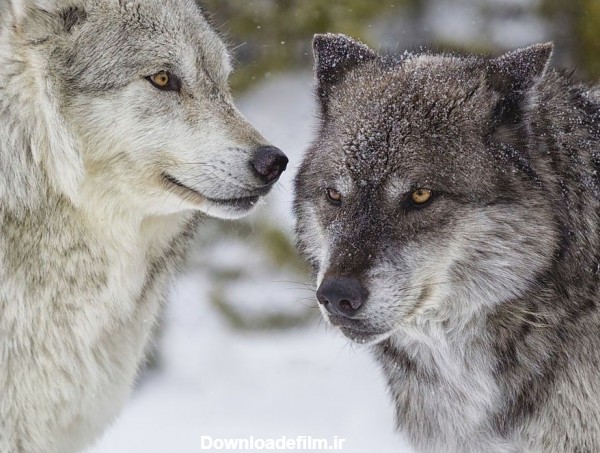 70 عکس خیره کننده گرگ حیوان درنده و قدرتمند