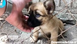 داستان نجات توله سگ گیر کرده در حصار که با گریه تقاضای کمک میکنه