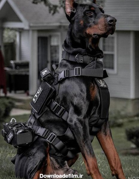 سگ ژرمن پلیس