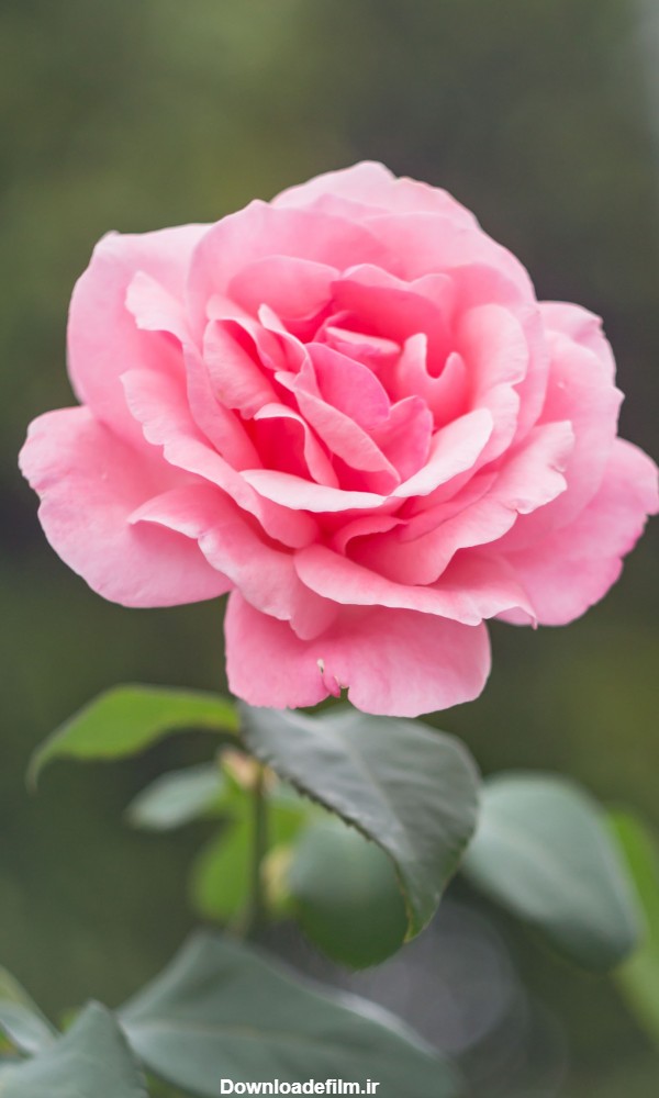 عکس استوری گل های زیبا و رنگارنگ اینستاگرام + متن و جملات انرژی بخش