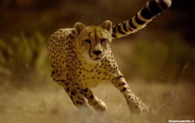 سرعت شگفت‌انگیز چیتا در شکار | دنیای حیوانات