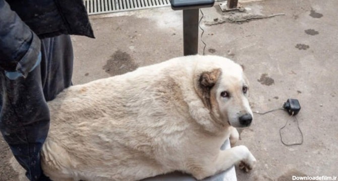 سگ خیابانی ۱۰۰ کیلویی/ عکس - خبرآنلاین