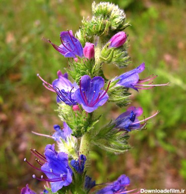 گل گاوزبان: گیاهشناسی، خواص و توصیه‌های قبل از مصرف