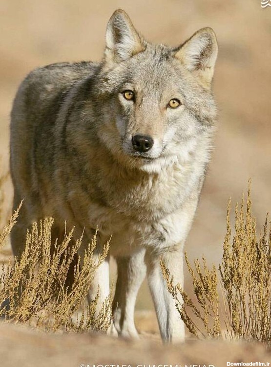 عکس از گرگ وحشی