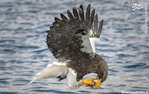 مشرق نیوز - عکس/ شکار ماهی توسط عقاب گرسنه