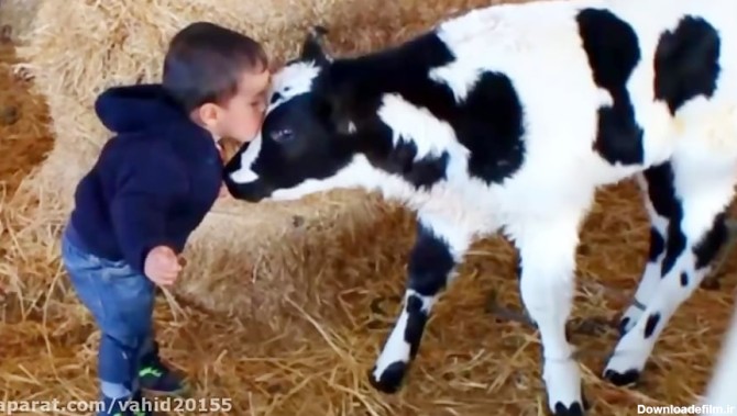 مجموعه کلیپ خنده دار دوستی بچه ها با حیوانات گوساله و گاو