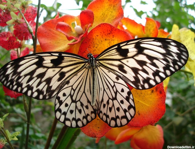 buterfly beautiful photo gallery 6 2 عکسهای جدید پروانه - تصویر پروانه