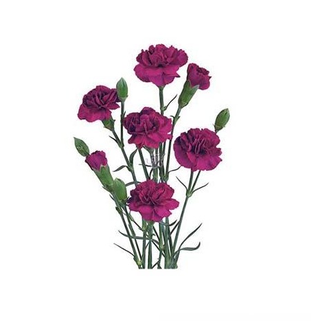گل آنلاین - گل میخک مینیاتوری وگا - Miniature Carnation | گل آف