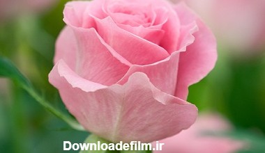 یک شاخه گل رز هلندی زیبا به رنگ صورتی