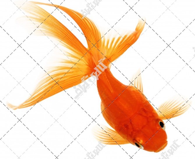 عکس باکیفیت ماهی قرمز سه پر